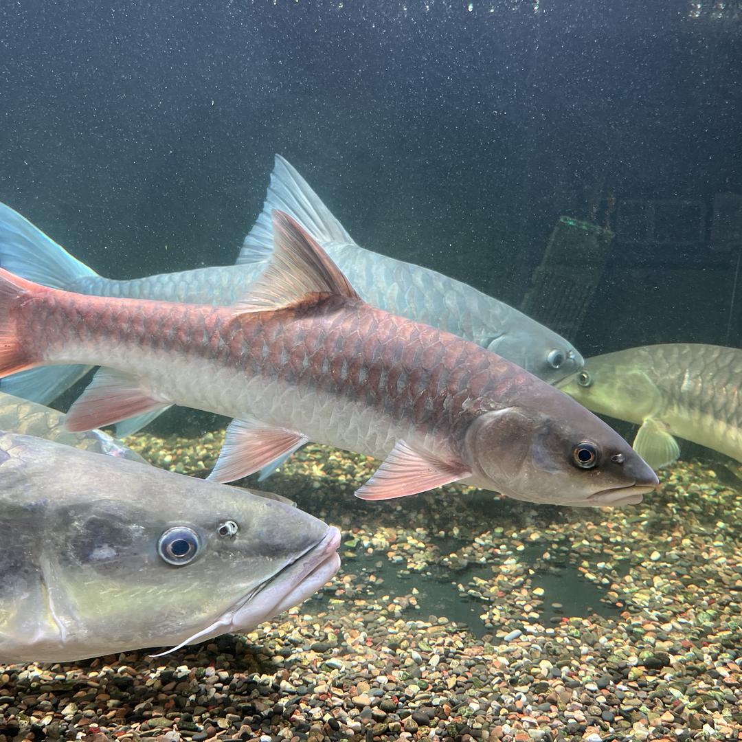 玩吉罗的彭先生直播号