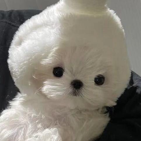 摸鱼❄️