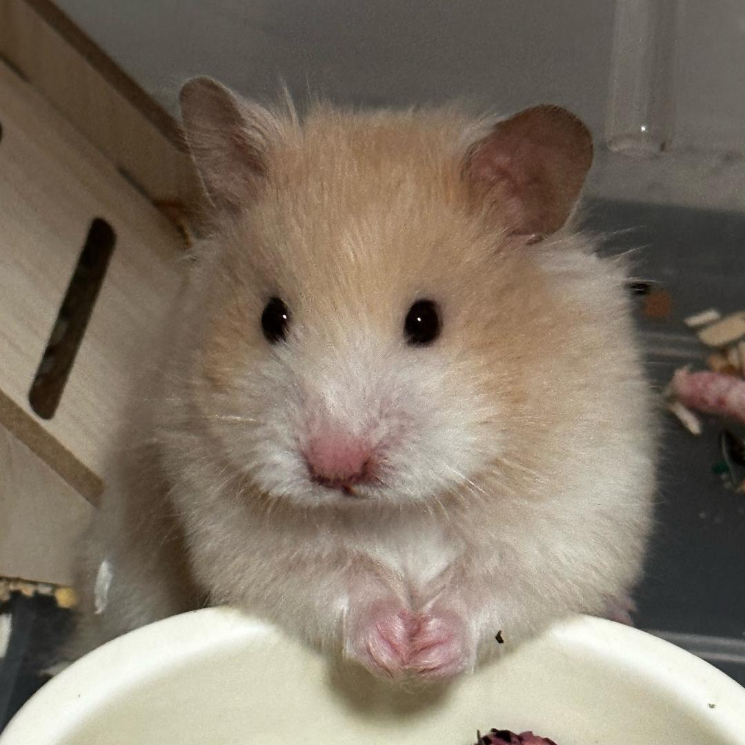 土豆是只金丝熊