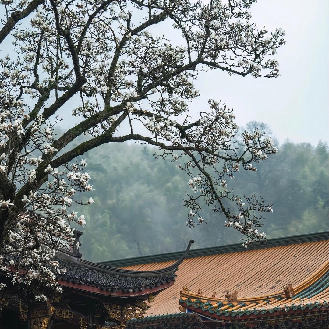 念初庭
