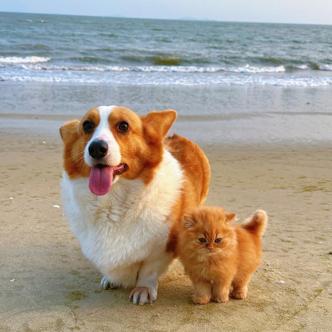 小柯基和它的猫