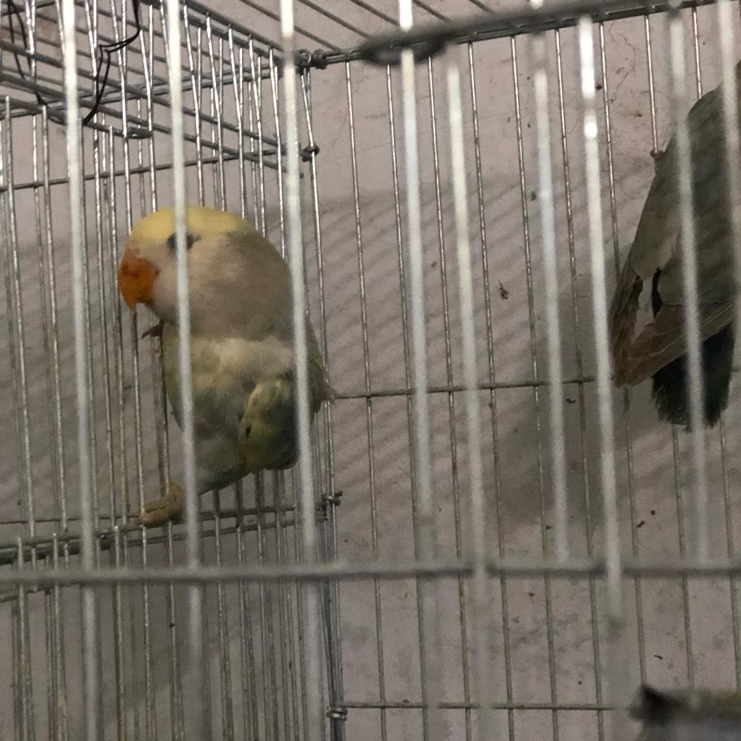 该喂鸟了