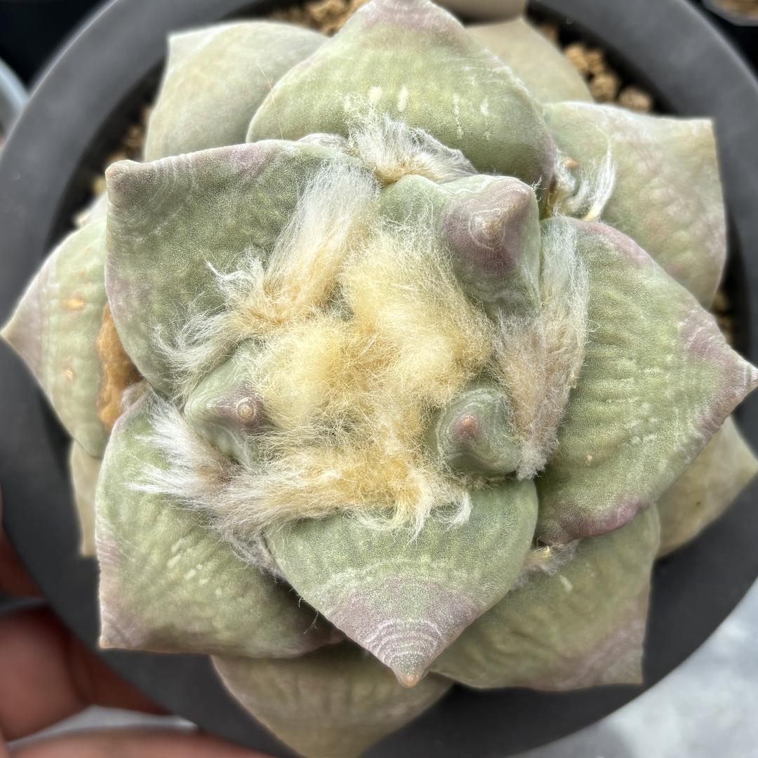 润仙园的授权直播间