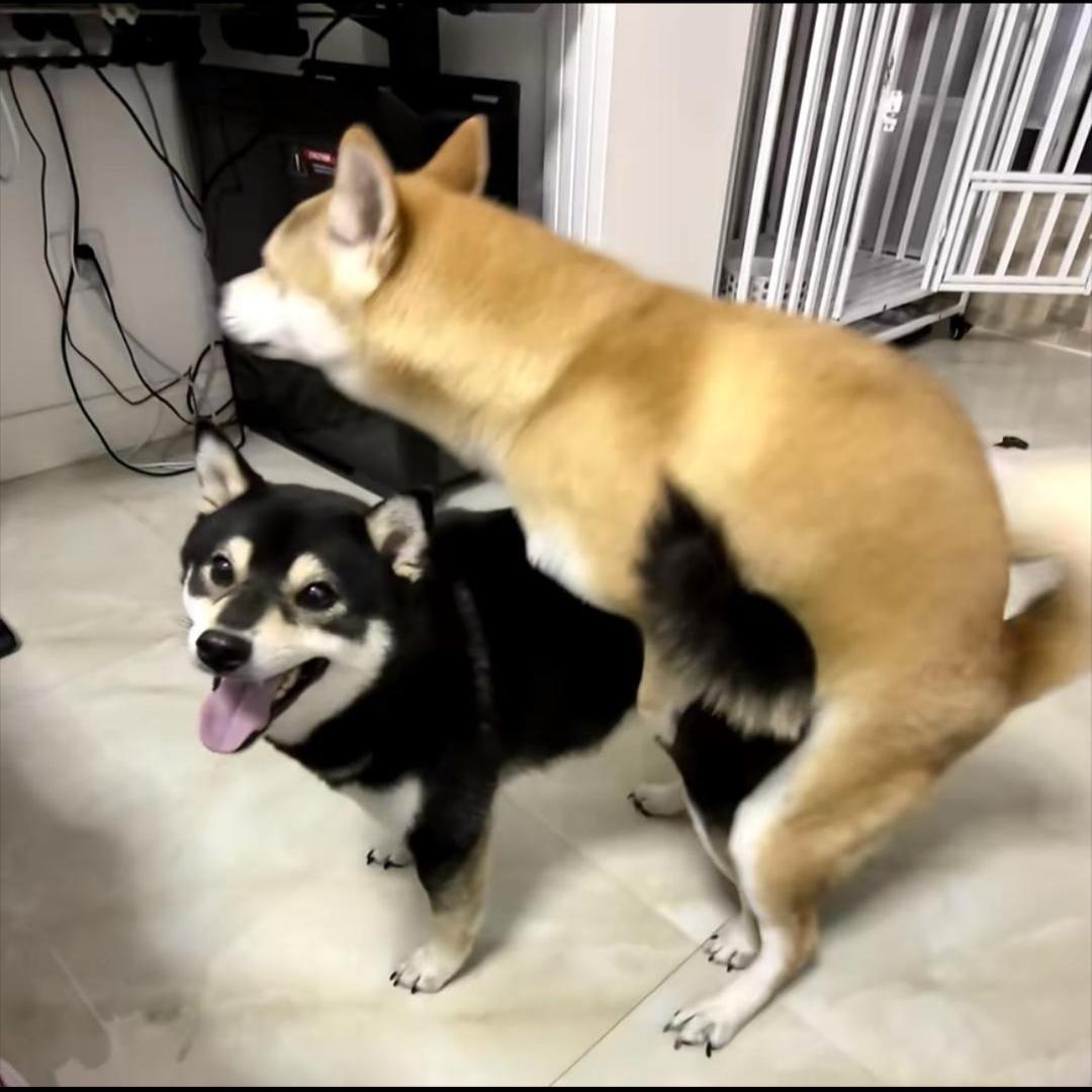 丰
