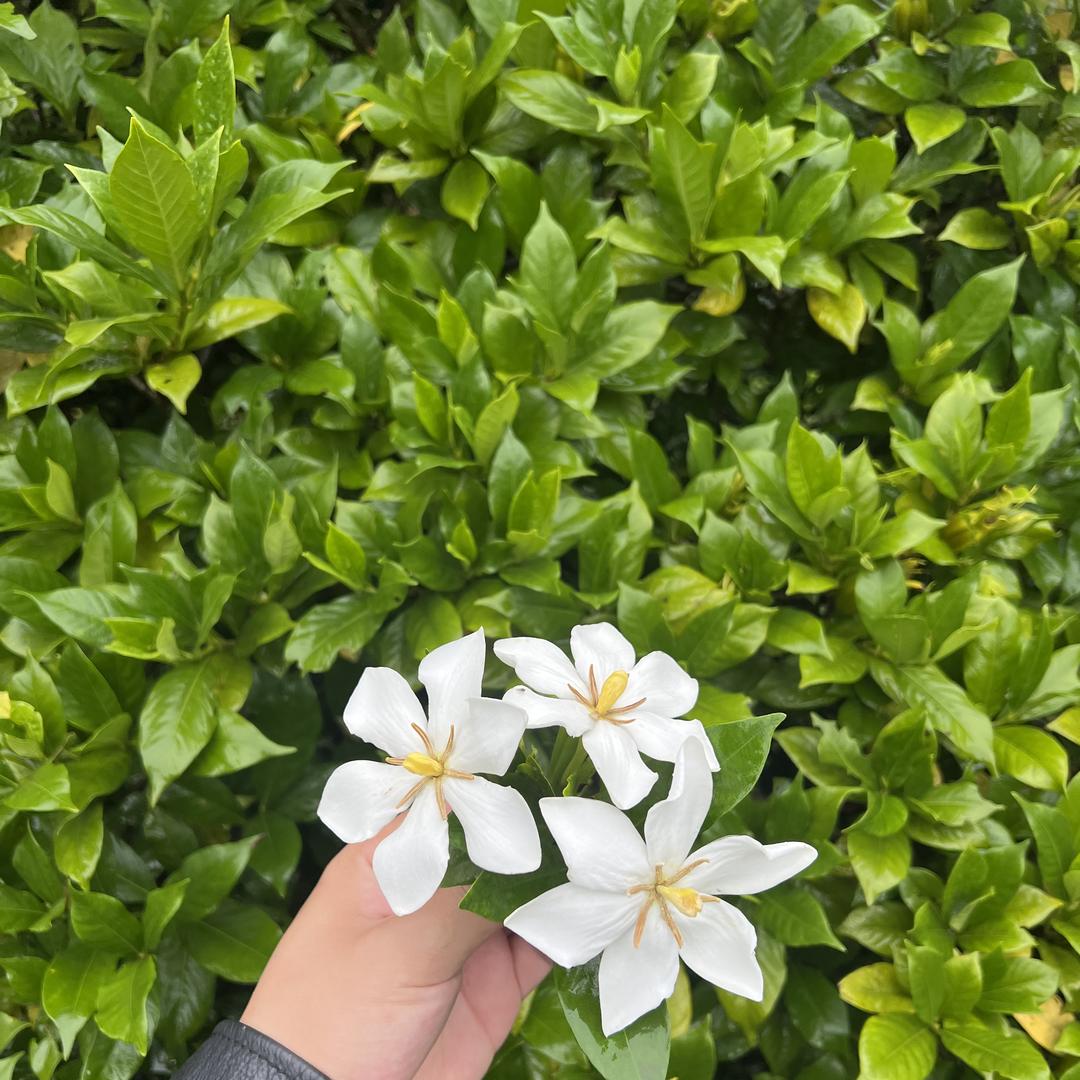 长江基地花卉绿植