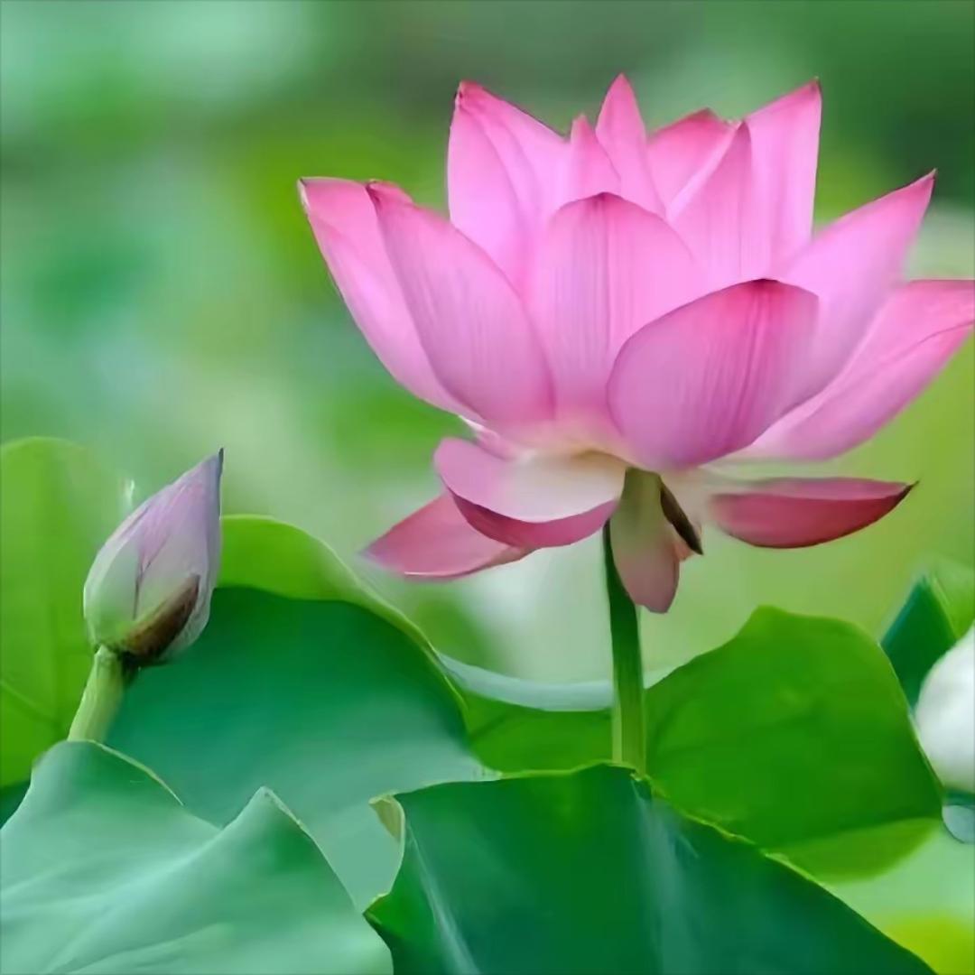 乡村爱情《刘能媳妇》