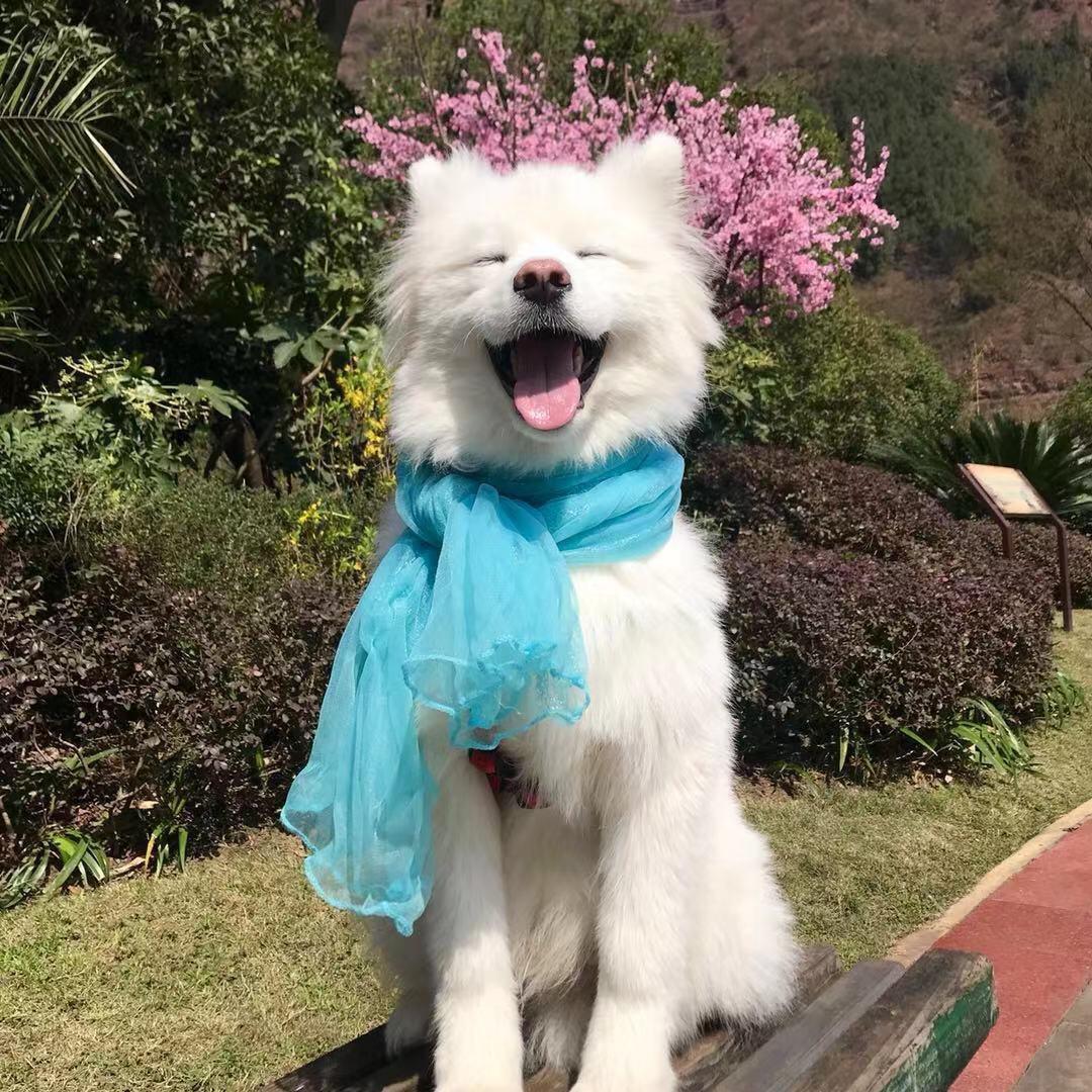 萨摩耶奥嘟嘟
