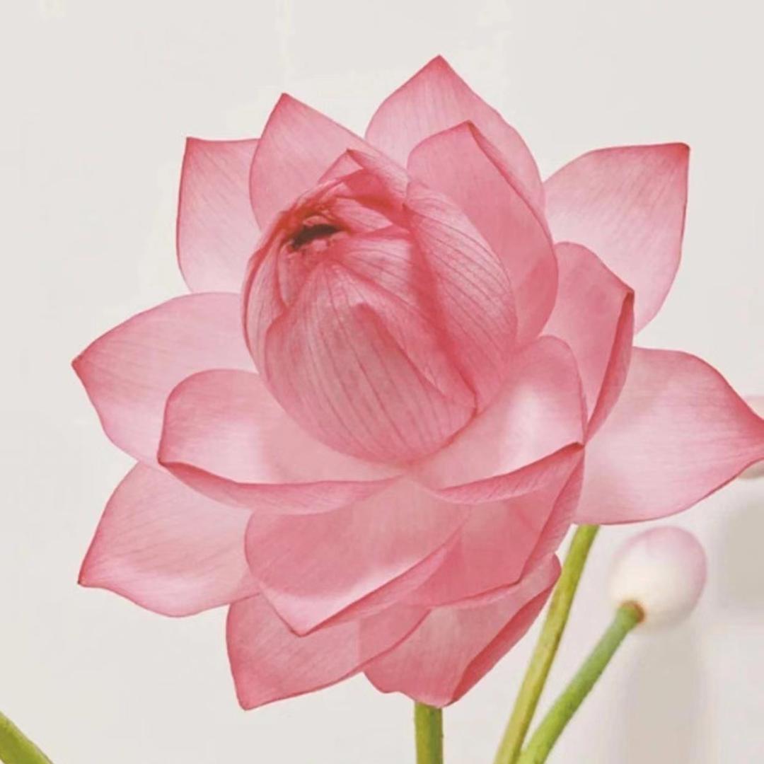 双双(感恩大家)