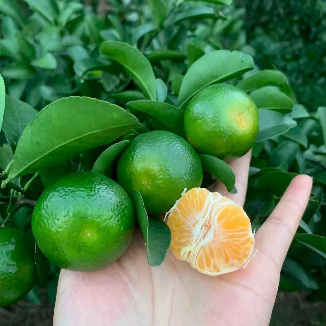 益果粒农产品（清香茶桔）