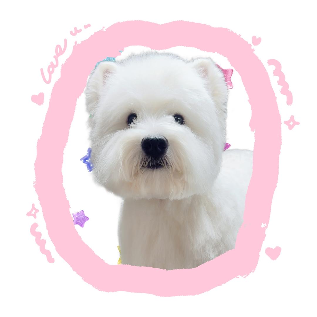 呆呆脑袋💫