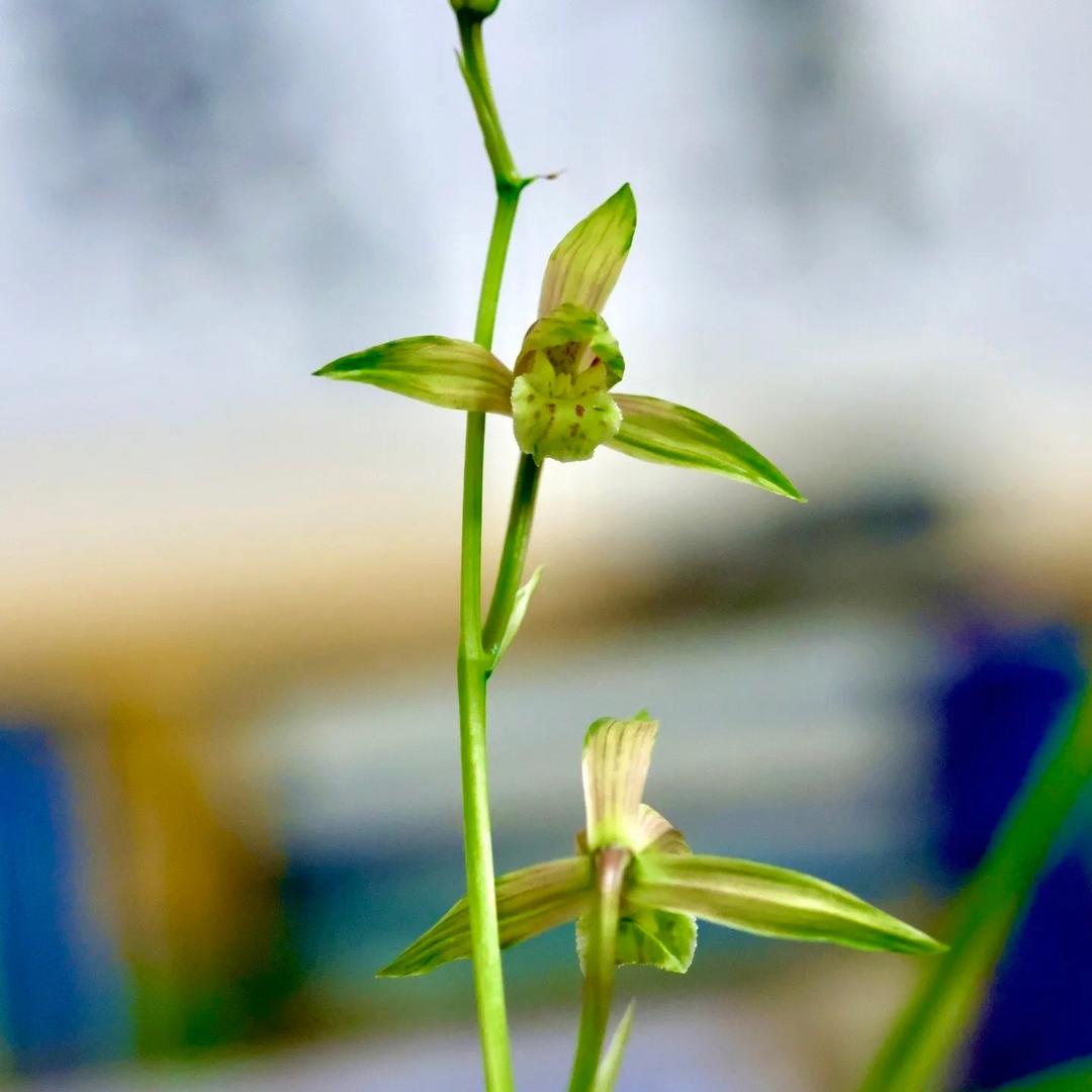 兰香花卉臻选阁