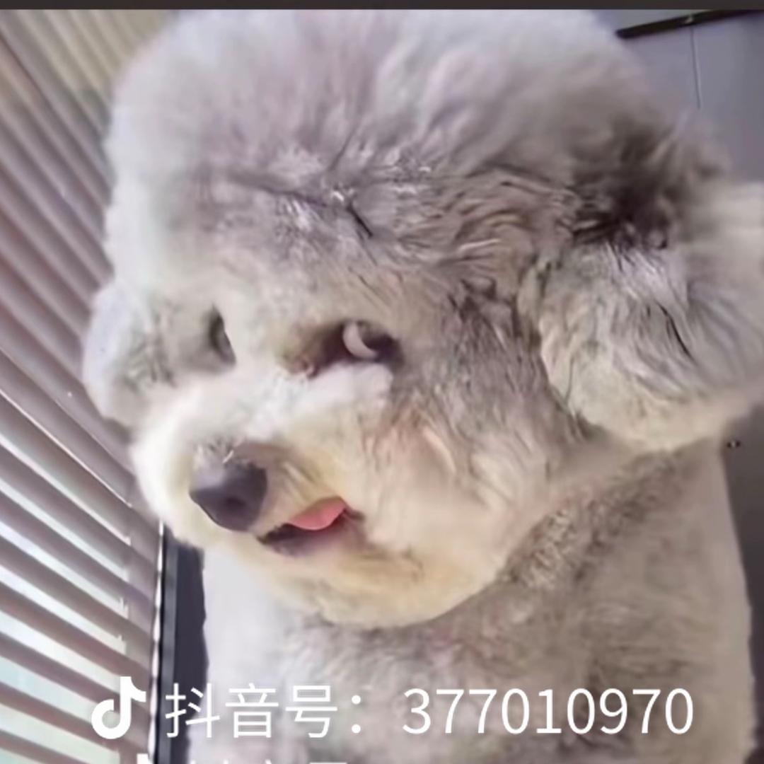 咪咪