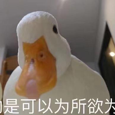 💓Miya头像