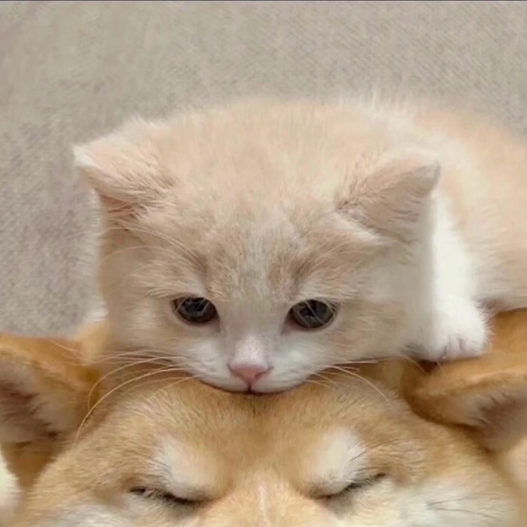 呼呼