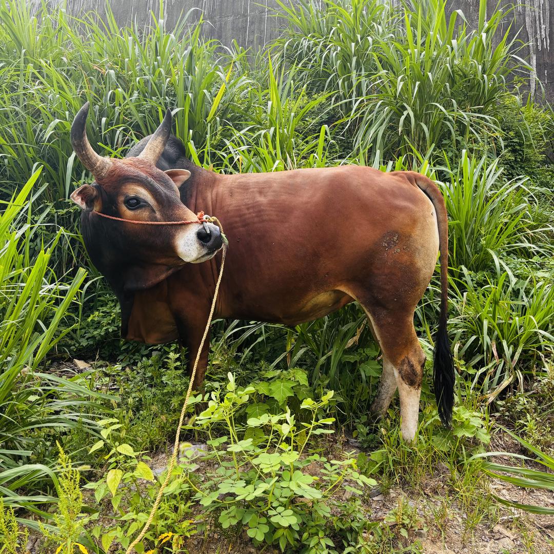 贵州黔牛香(丽儿家土黄牛肉)