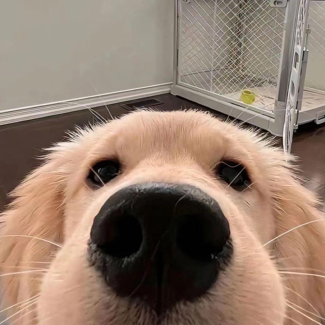 🥨抱枕🥨