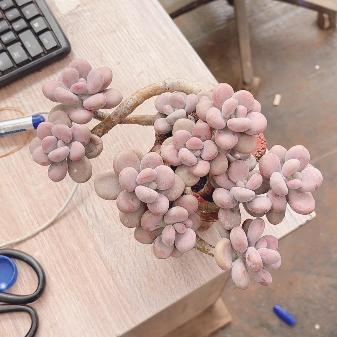 黄和勇花卉创意屋