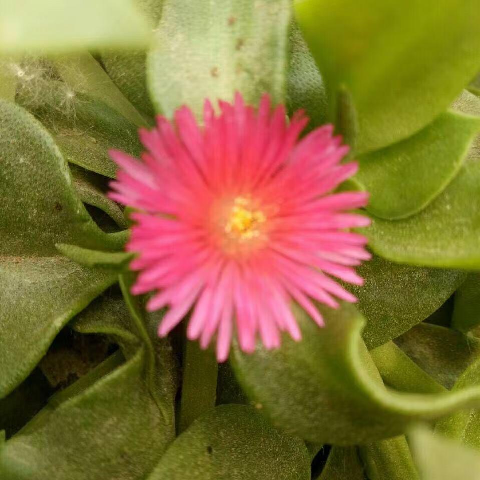 家有两个考生的宝妈