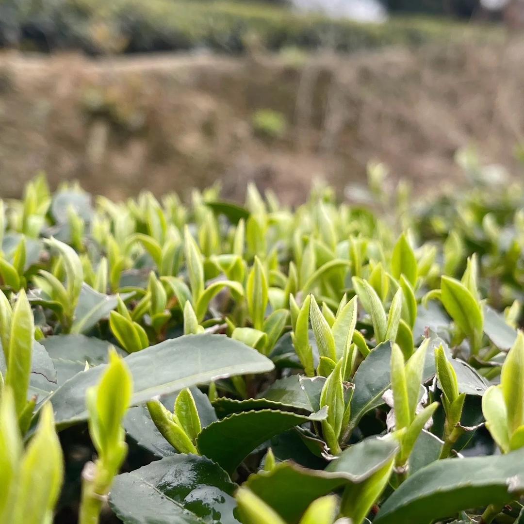 老吴茶行（源头厂家）