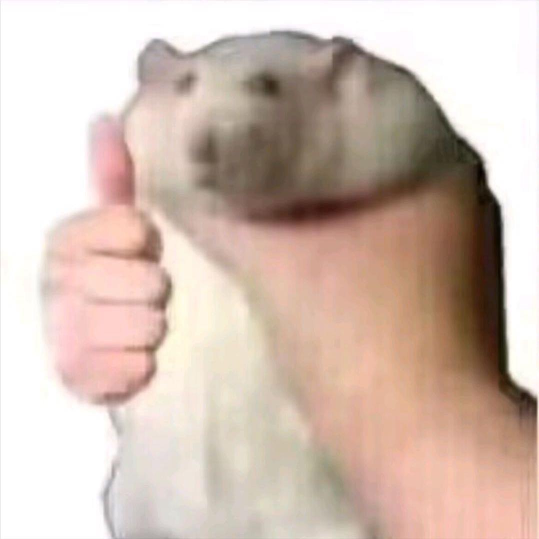 富士山下的白玫瑰