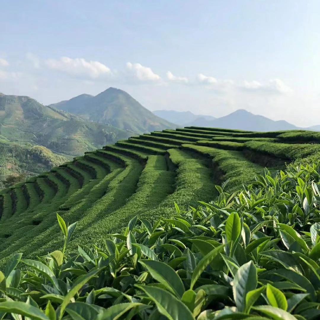 茶叶之家