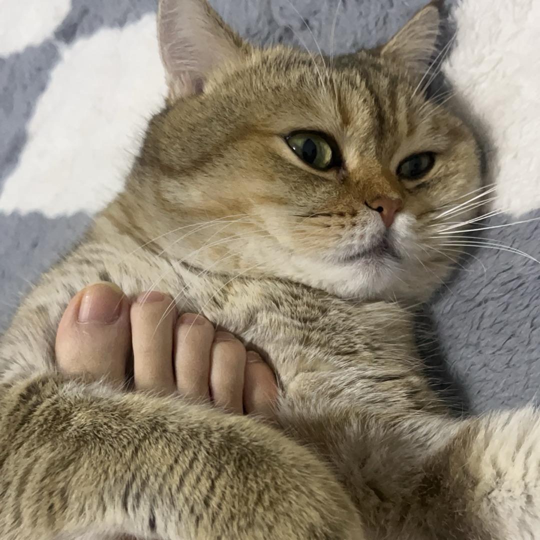 元宝金宝小猪咪