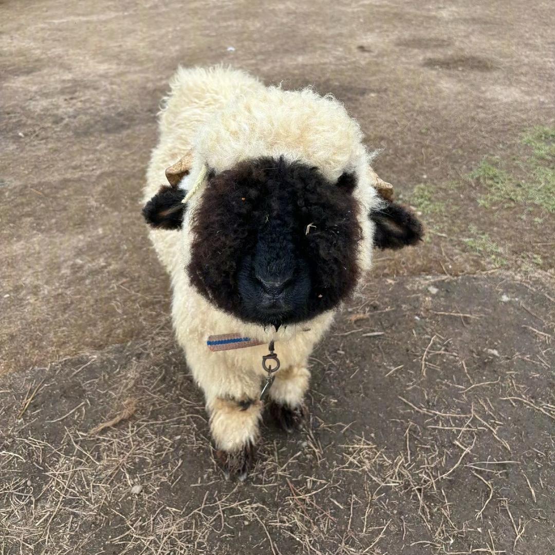 Sweet.（积极向上版）