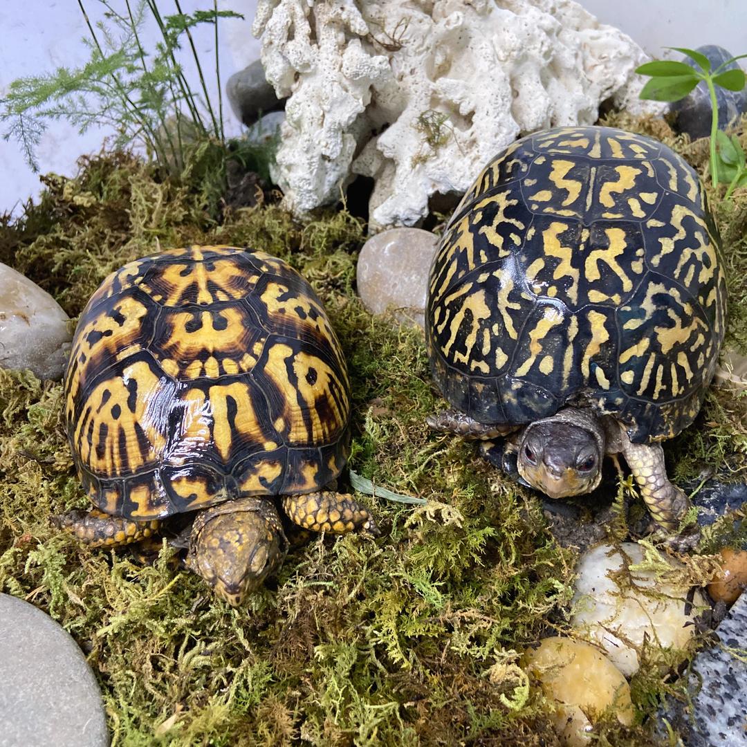 高高 的龟呀🐢