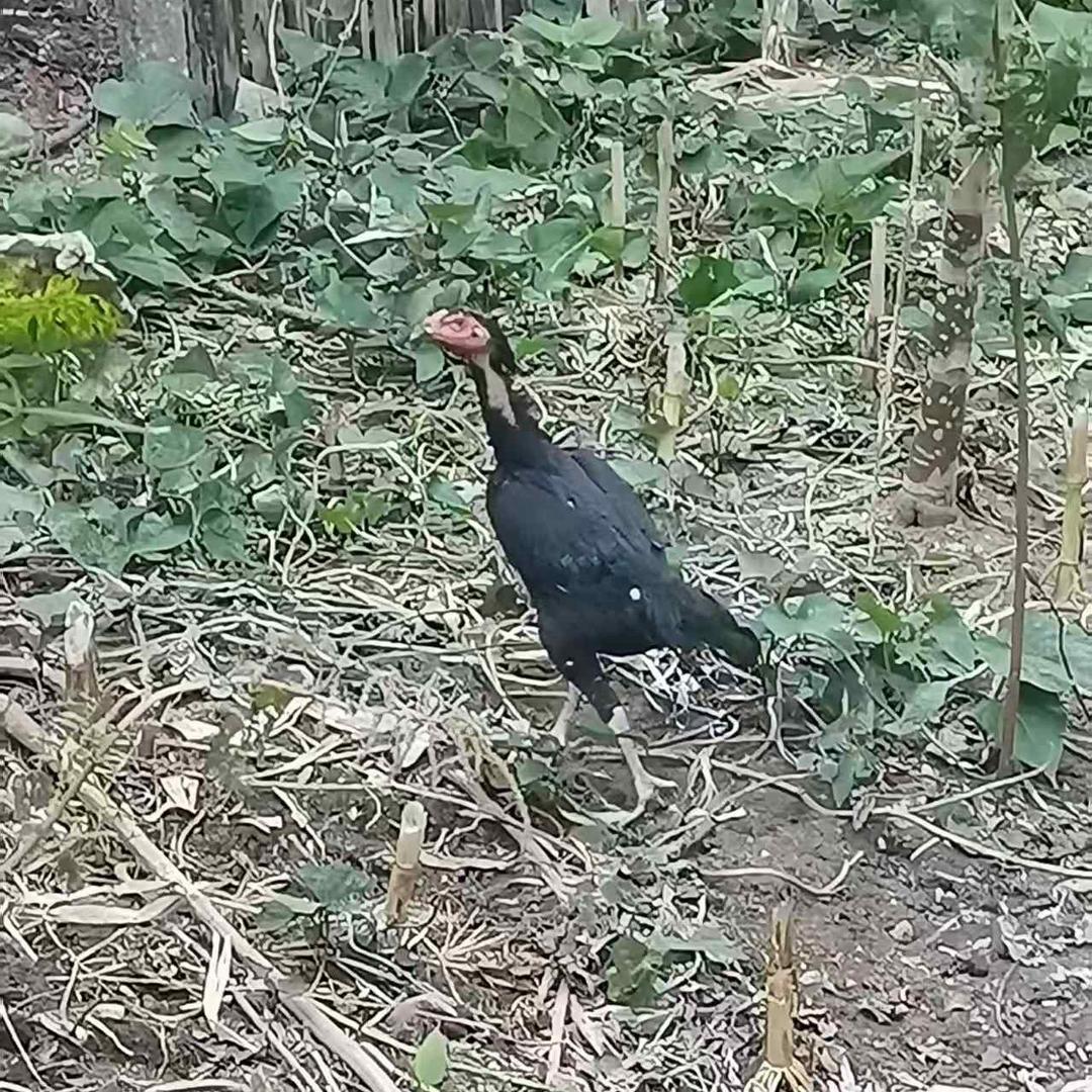 山野营养家