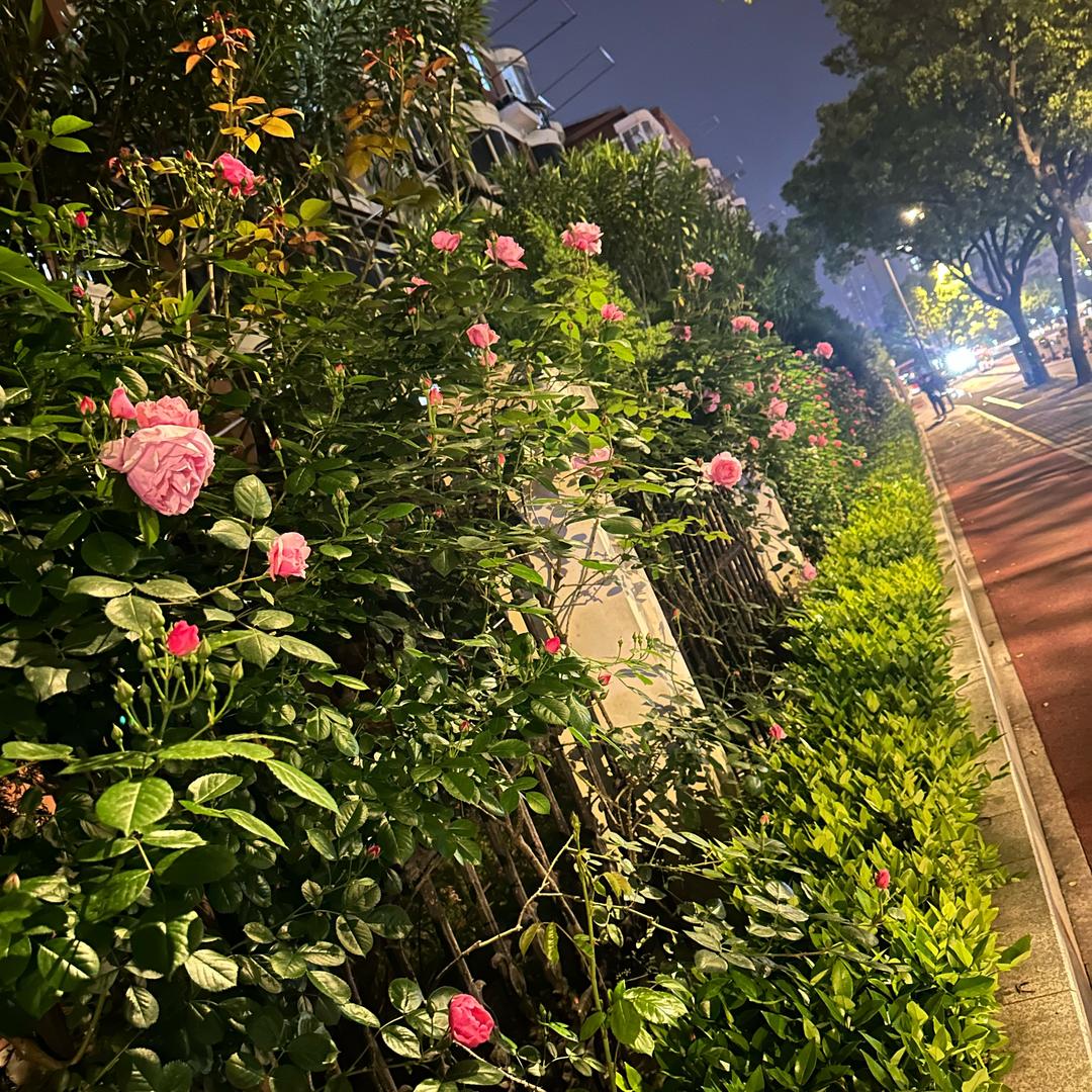 周晓