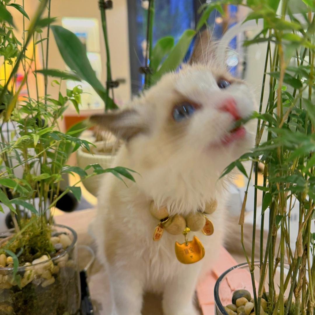 福星小宝