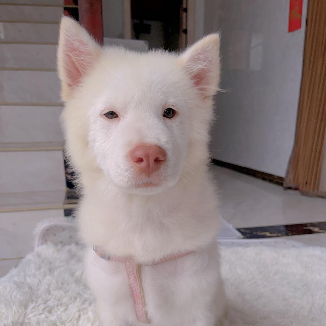 乐乐是只大理小土松🐶🐶
