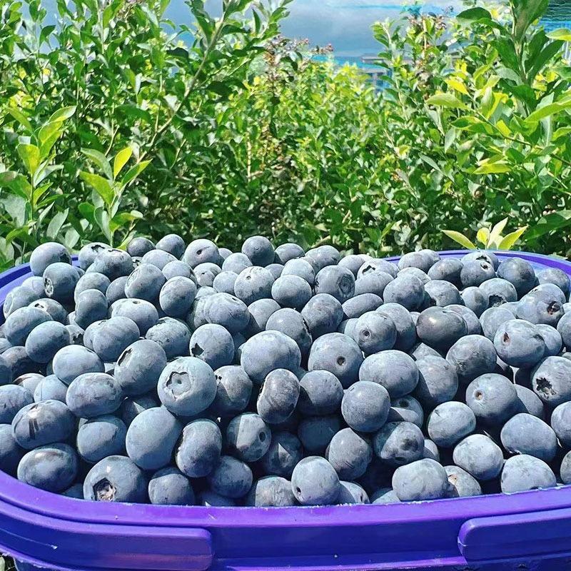 朵芮蜜枫锋果树苗木专卖店