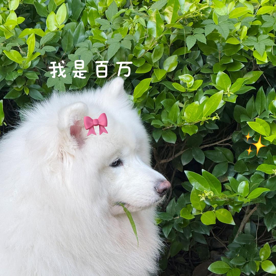 我是百万