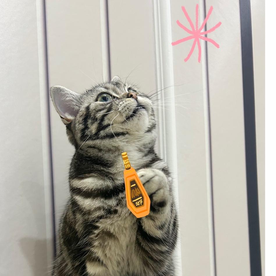 快乐喵