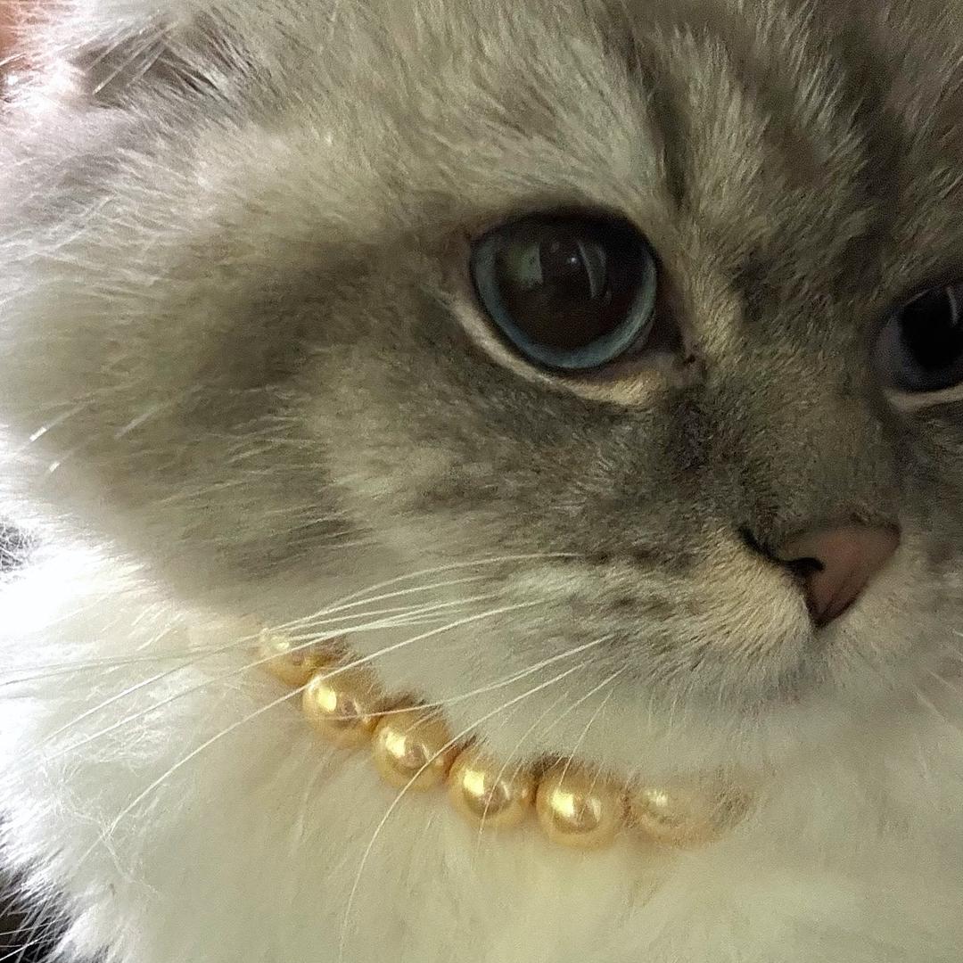 珍珠定制（所有珍珠问题都找我）