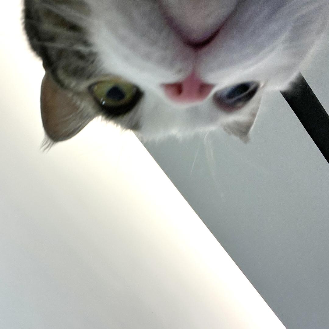 mmmMo