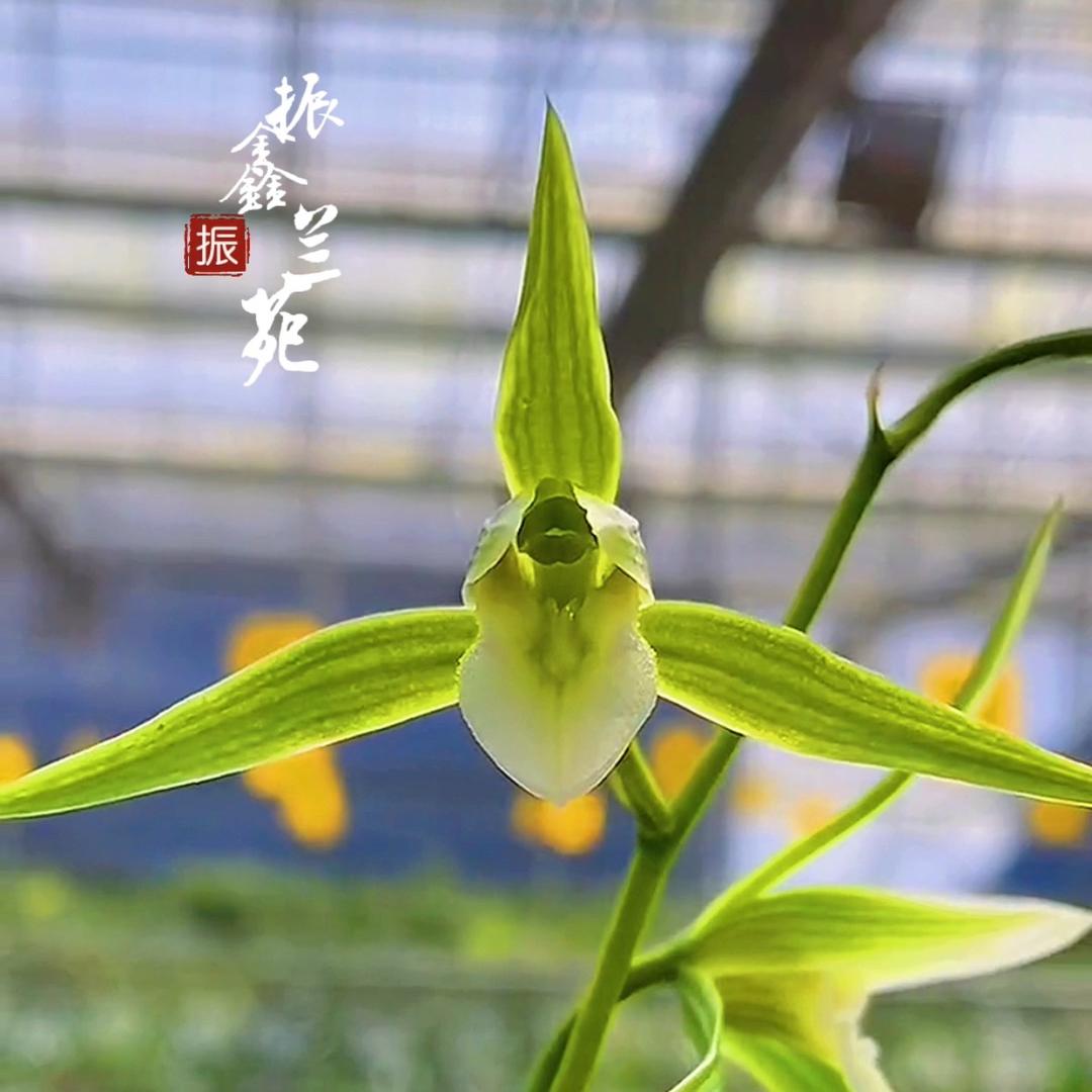 振鑫兰苑