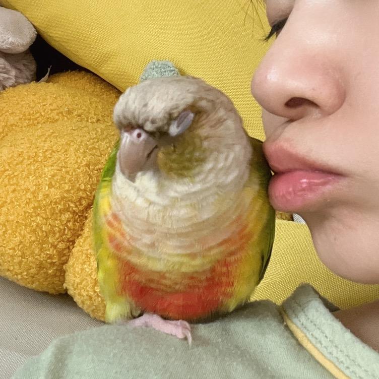 小憨憨是只鹦鹉🦜