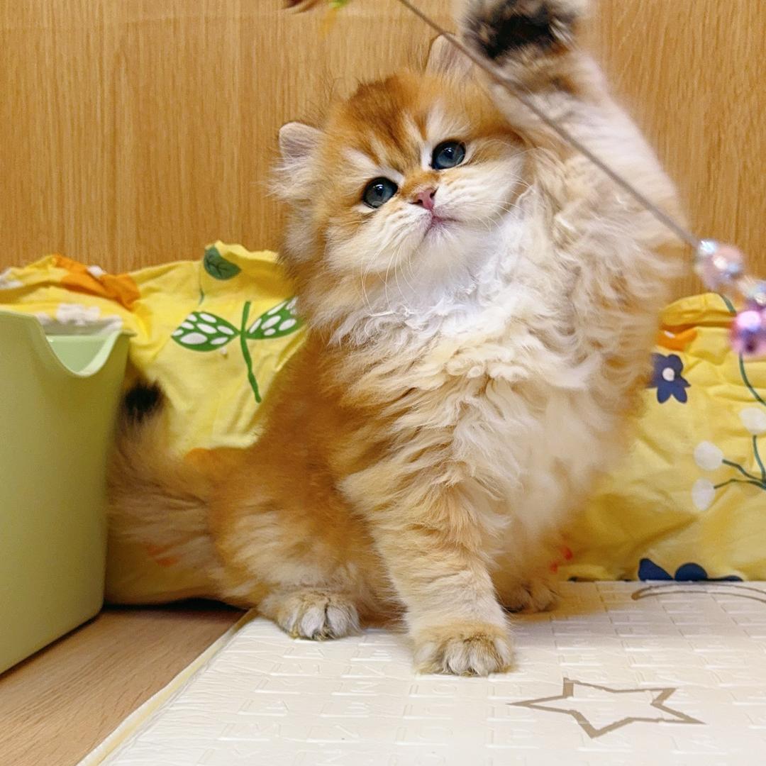 糖糖猫舍（二号店）