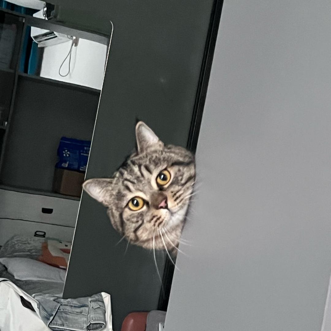 一只会开门的喵