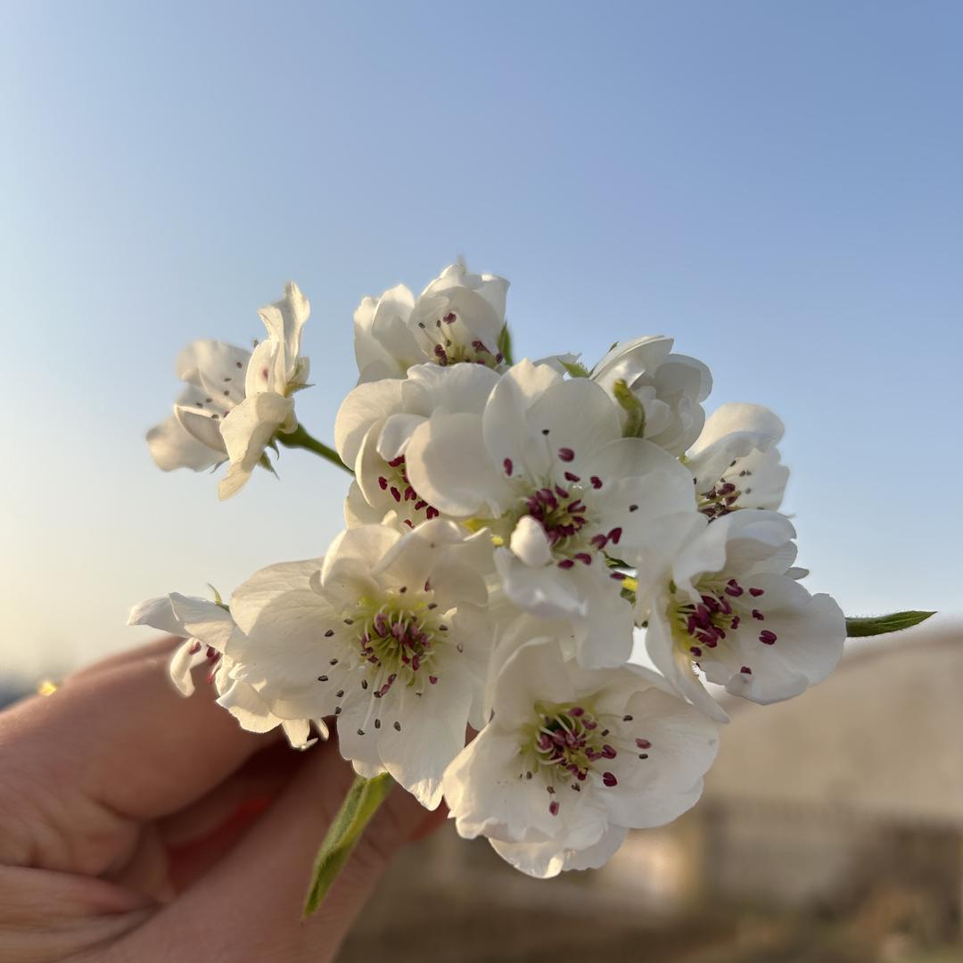 果亚多传杭果树苗木专卖店