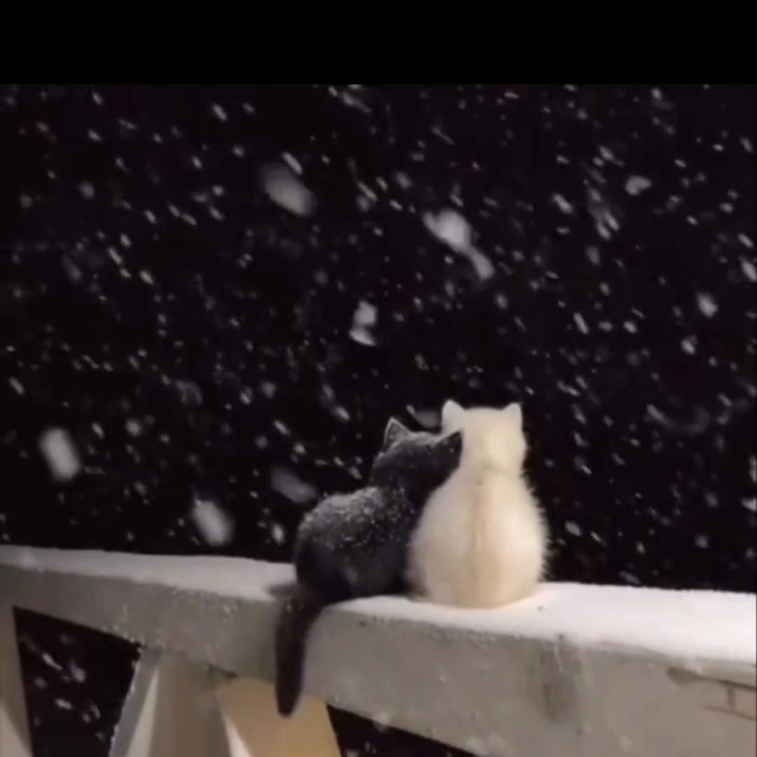 👧笑对余生💐