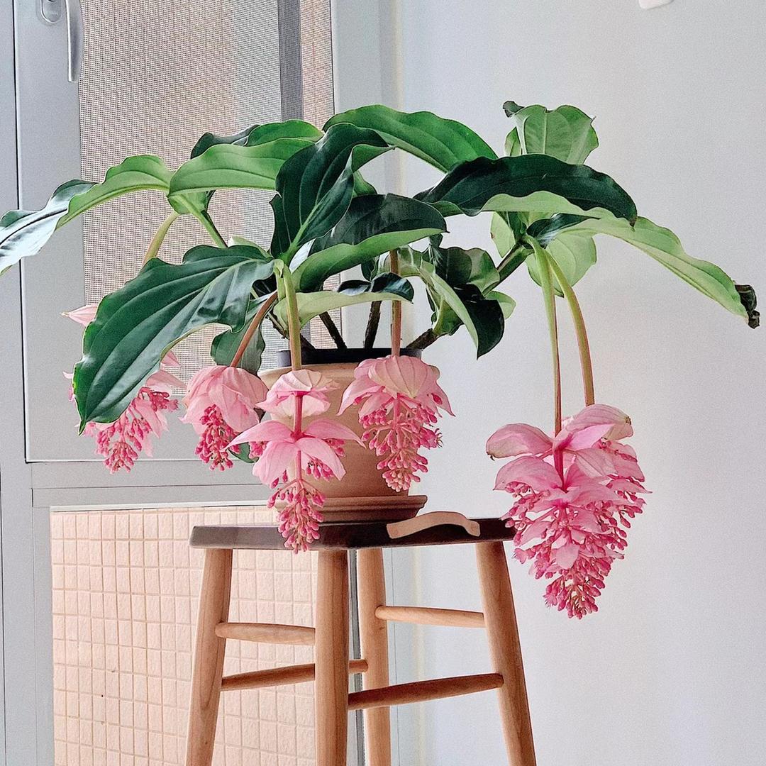 大美花园
