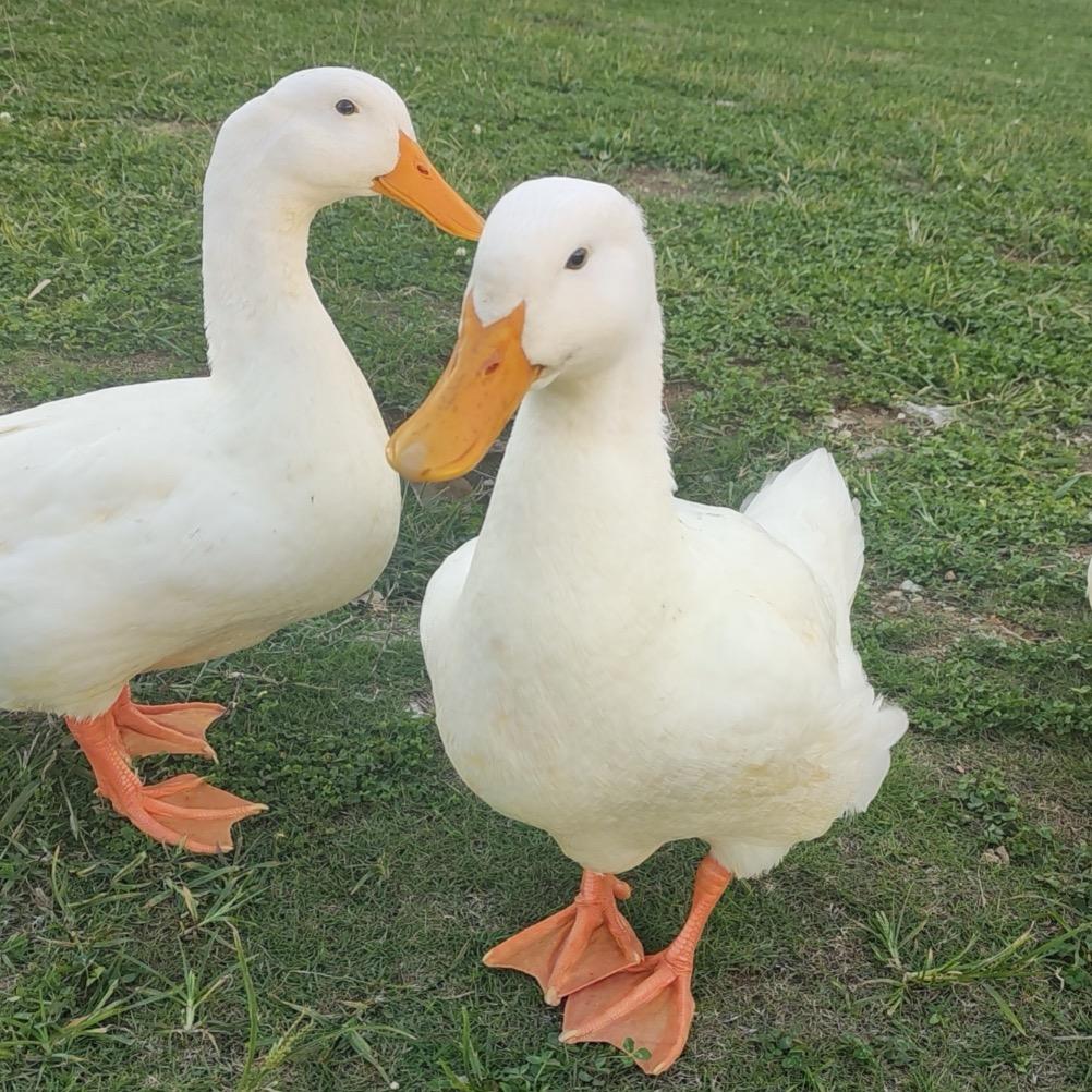尼古丁真·田·爱因斯坦·托马斯小火车