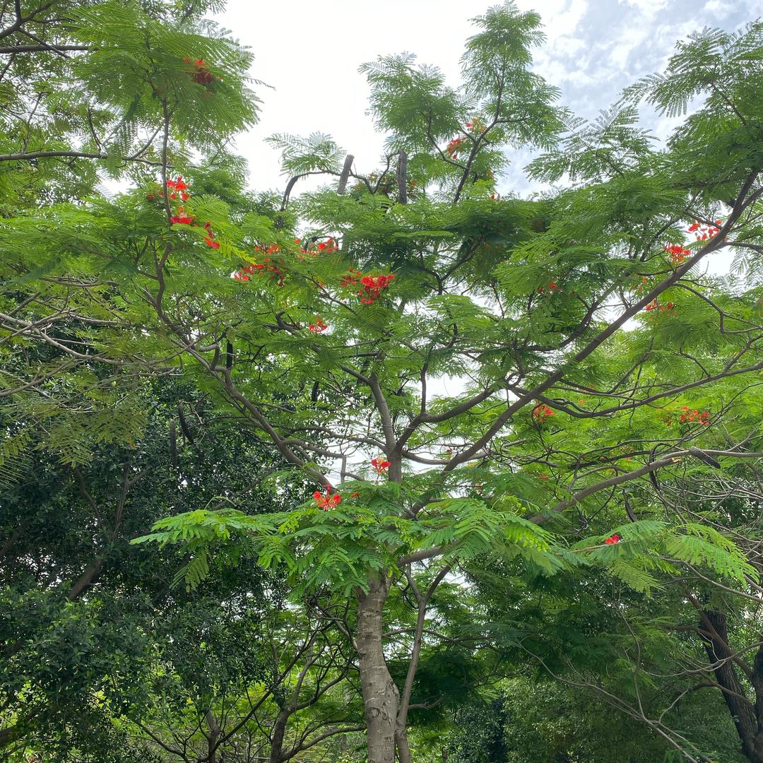 羽球侠