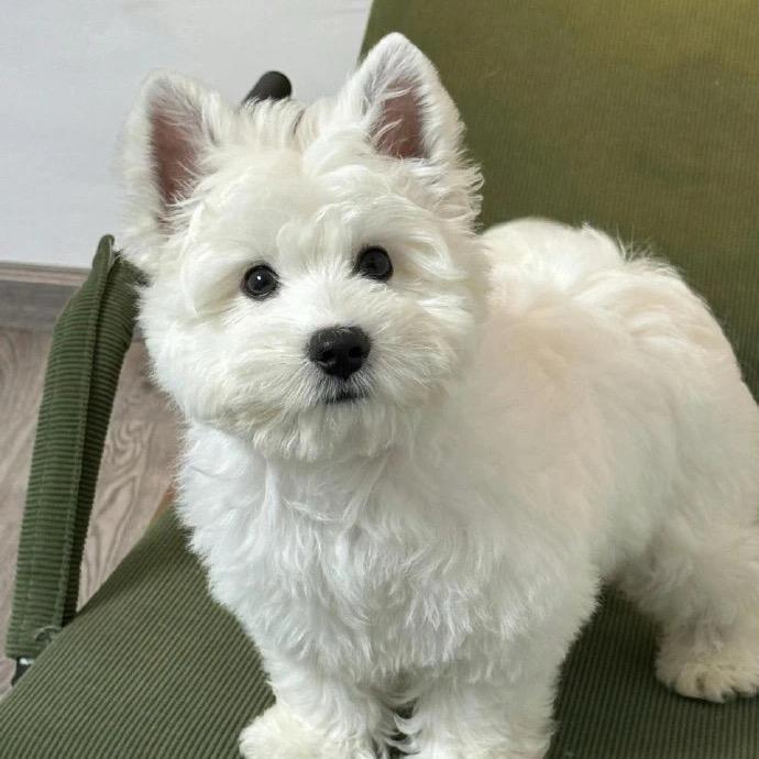 天天睡觉 爱吃辣椒