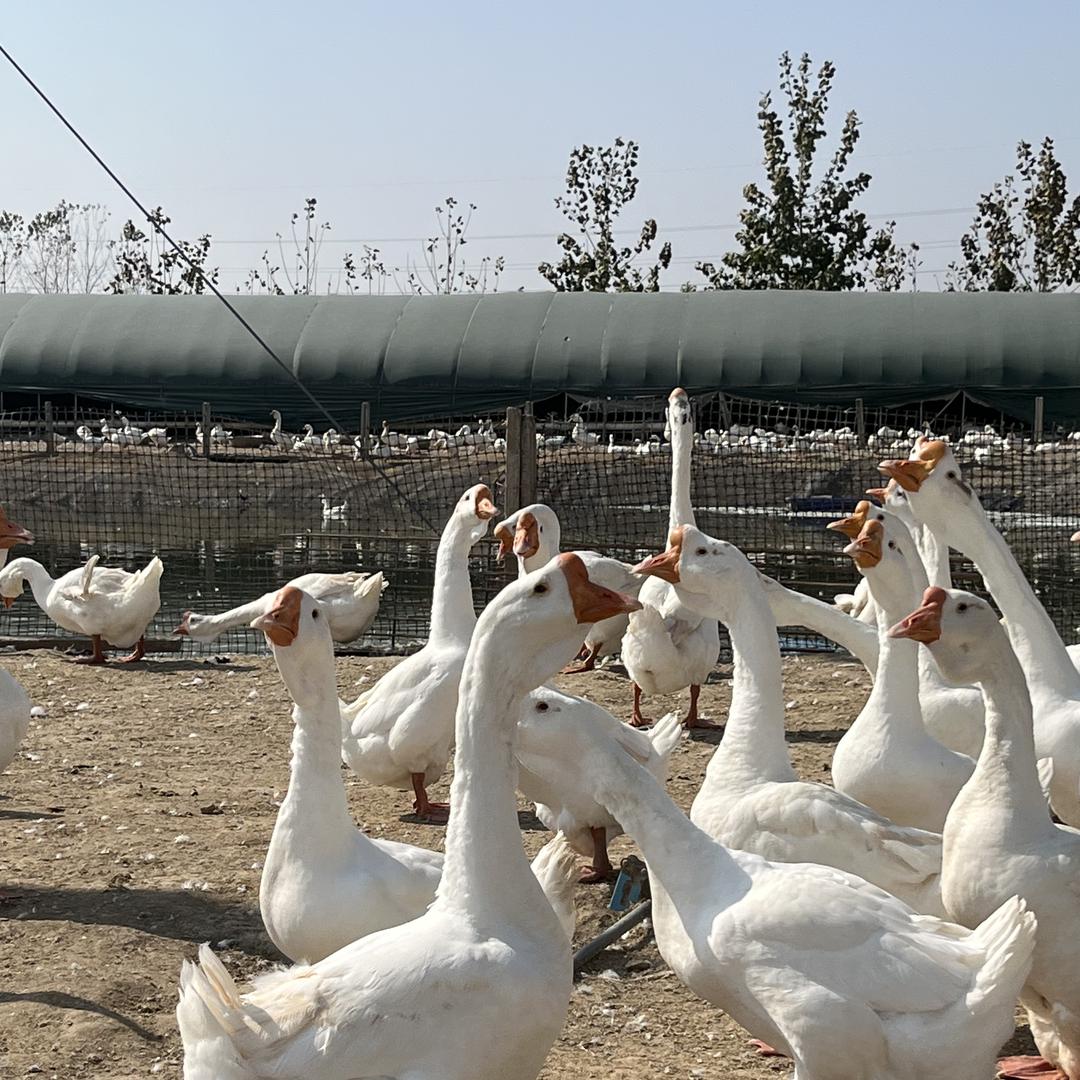 乡味老鹅锦绣园