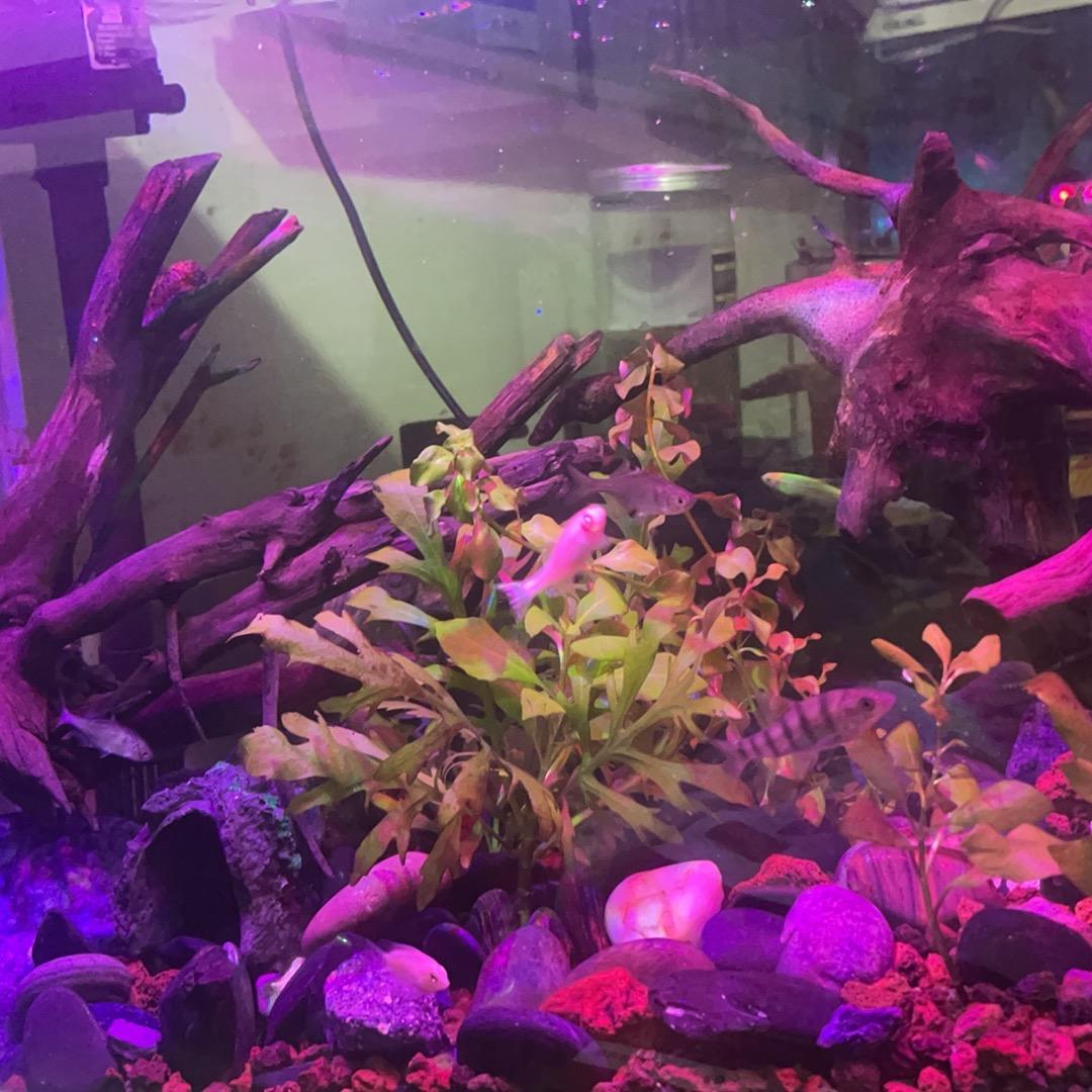 魔兽 彩色colorful world