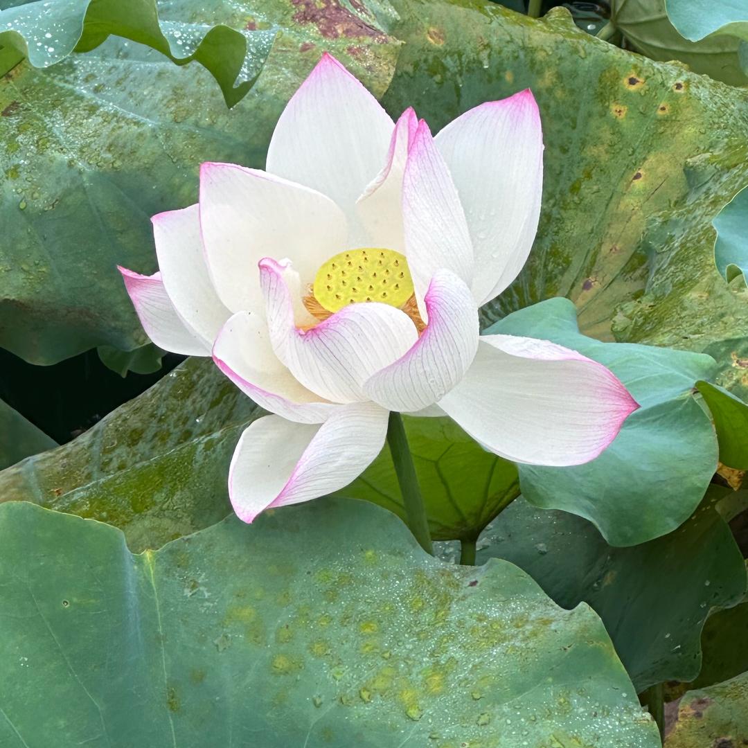 球球甄选